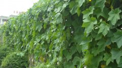 蔬菜種植培育基地十四