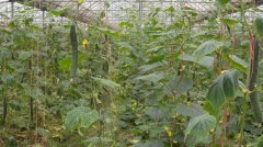 蔬菜種植培育基地十七