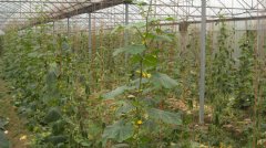 蔬菜種植培育基地十八