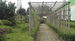 蔬菜種植培育基地二十一