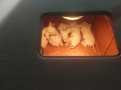 特色養(yǎng)殖基地(豬)二