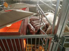 特色養(yǎng)殖基地(豬)五