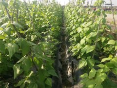 蔬菜種植基地二十六