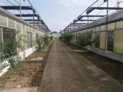 蔬菜種植基地三十三